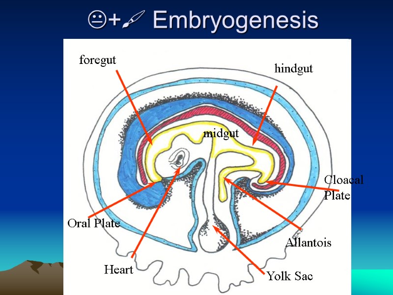 + Embryogenesis Yolk Sac Oral Plate Cloacal Plate foregut midgut hindgut Allantois Heart 